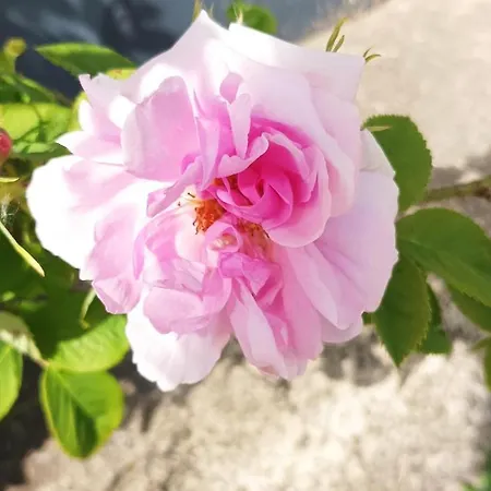 Casa de Férias Bucolique De Martet Eynesse