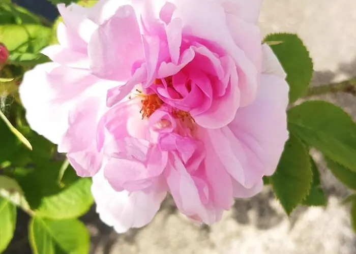 Ferienhaus Bucolique De Martet Eynesse